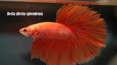 Betta (Betta splendens)