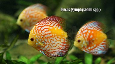 Discus (Symphysodon spp.)