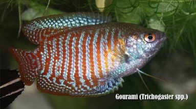 Gourami (Trichogaster spp.)