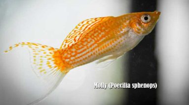 Molly (Poecilia sphenops)