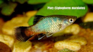 Platy (Xiphophorus maculatus)