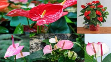 Tanaman Hias Anthurium