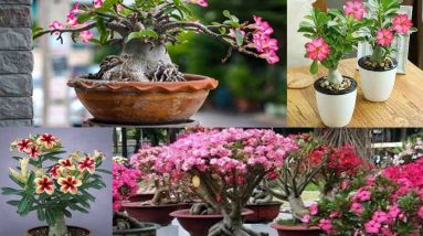 Tanaman Hias Adenium