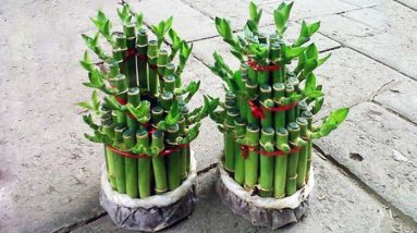 tanaman hias bambu rejeki
