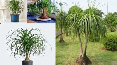 tanaman ponytail palm