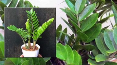 tanaman zz (zamioculcas zamiifolia)