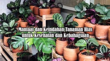 manfaat dan keindahan tanaman hias