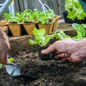 menanam tanaman hortikultura