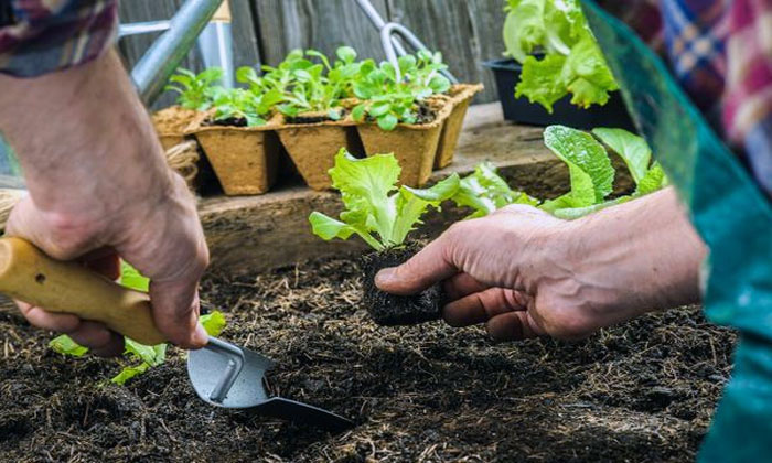 menanam tanaman hortikultura