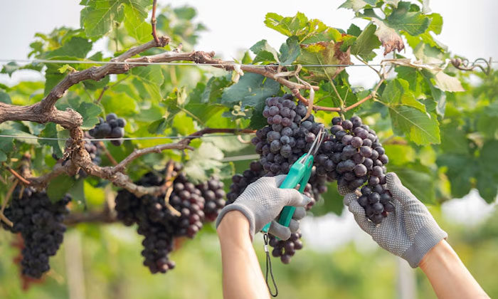 jenis buah anggur untuk wine